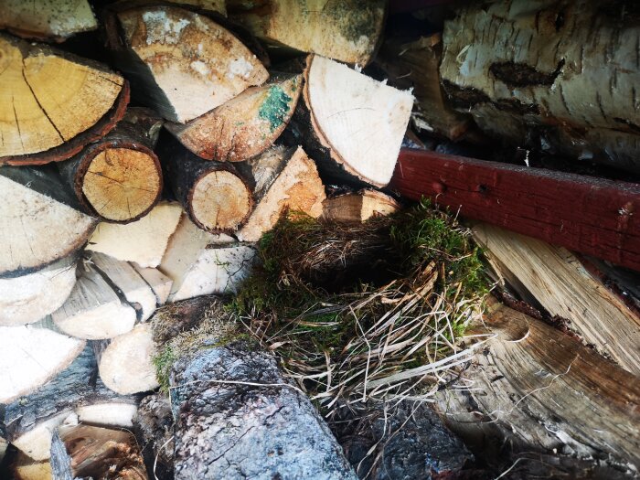 Koltrastbo byggt av mossa och gräs placerat bland en hög vedkubbar.