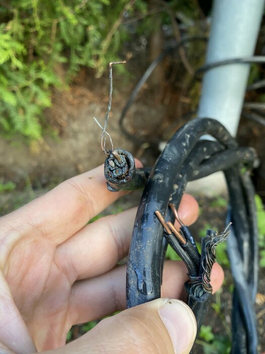 Närbild på två svarta kablar med avskalade ändar och trasiga, tejpade skarvar, hållna av en hand med en stolpe och gröna växter i bakgrunden.