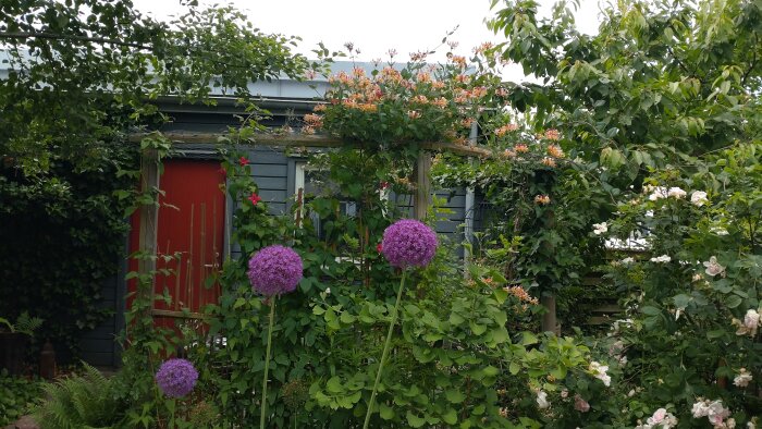 En trädgård med en grå byggnad och en röd dörr täckt av klematis och andra växter. I förgrunden syns stora lila bollar av prydnadslök.