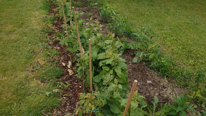 En häck med nya plantor stöds av bambupinnar, med ogräs växande längs markgränsen mellan två tomter.