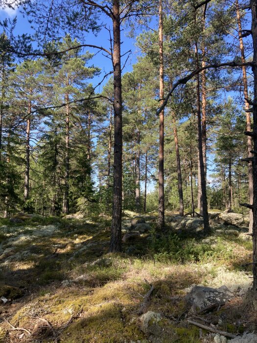 Tallskog med blå himmel i bakgrunden, mossa täcker marken.