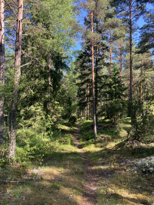 En smal stig kantad av höga träd och grönska i en solig skog.