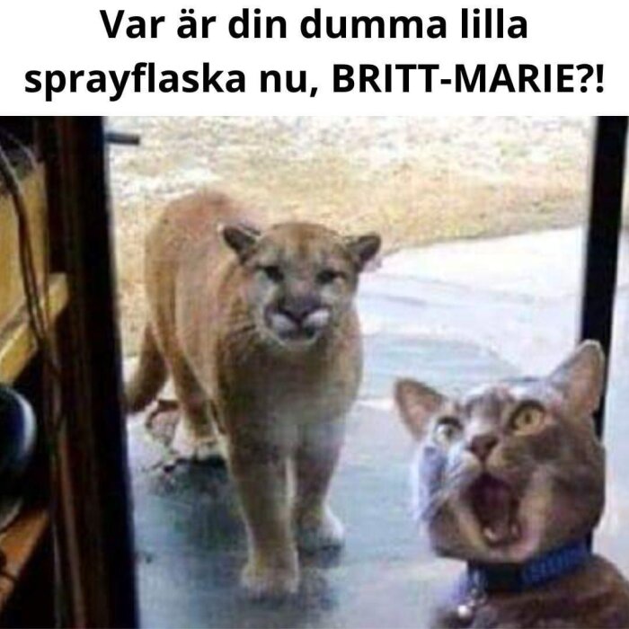 En stor katt dyker upp utanför ett glasfönster och får en huskatt inne att se förskräckt ut. Text står ovanför bilden: "Var är din dumma lilla sprayflaska nu, BRITT-MARIE?!