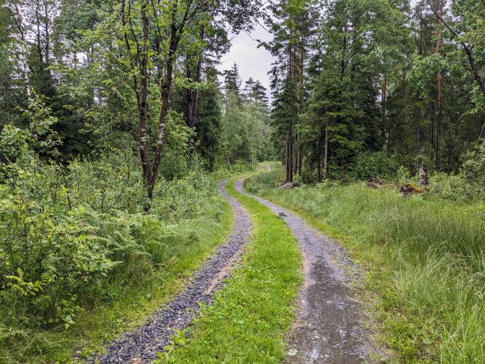 En smal grusväg som slingrar sig genom en lummig skog. Vägen är omgiven av gröna träd och buskar och ser ut att vara cirka tre meter bred.