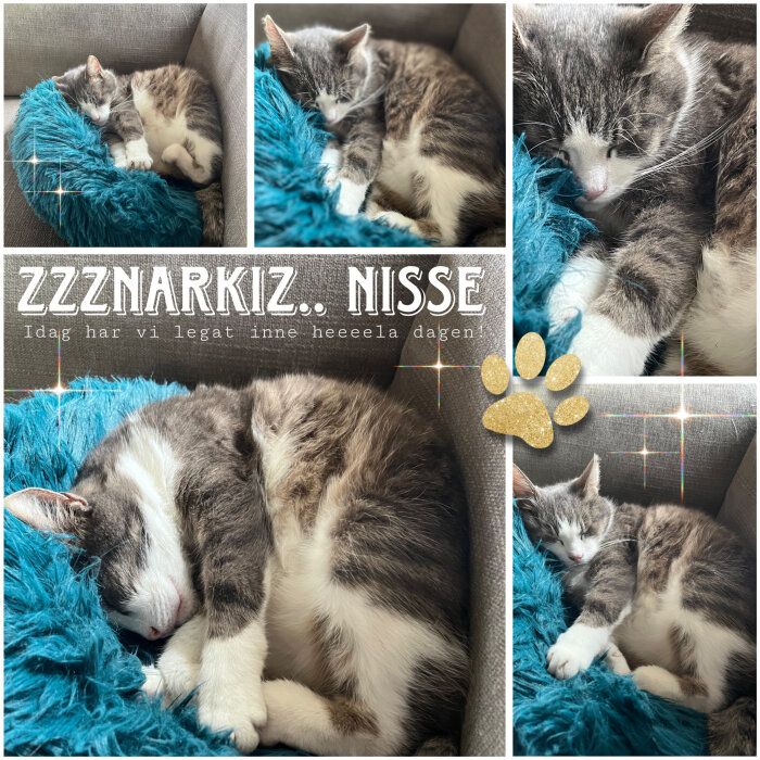 En grå och vit katt vid namn Nisse sover på en soffa med ett fluffigt blått täcke. Texten på bilden lyder: "ZZZNARKIZ.. NISSE, Idag har vi legat inne heeeeela dagen!