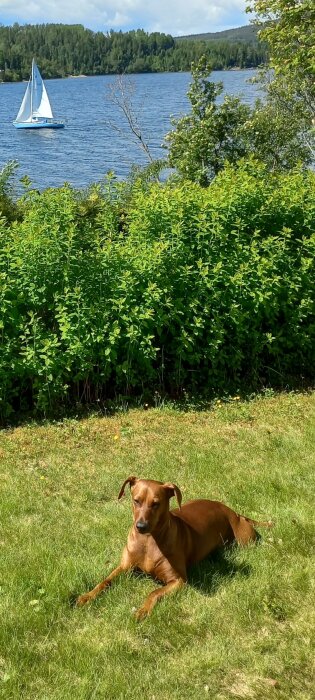 En brun hund ligger på en gräsmatta framför en buske med gröna blad, i bakgrunden syns en segelbåt på en sjö omgiven av skog.