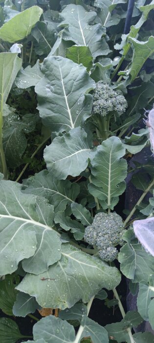 Broccoli växer i en trädgård, bladen är täckta med vattendroppar efter skörd.