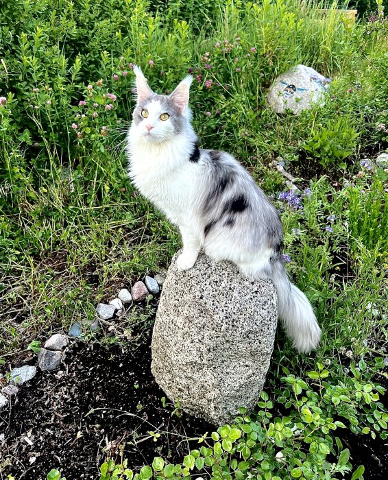 Katt med vit och grå päls sitter på en sten i en grönskande trädgård med blommor och buskar i bakgrunden.