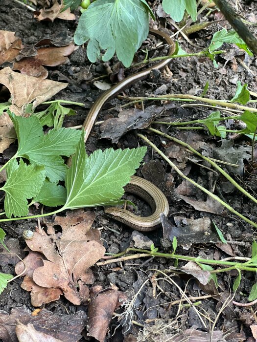 En ormliknande kopparödla som slingrar sig genom löv och gröna blad på marken i en skogsmiljö.