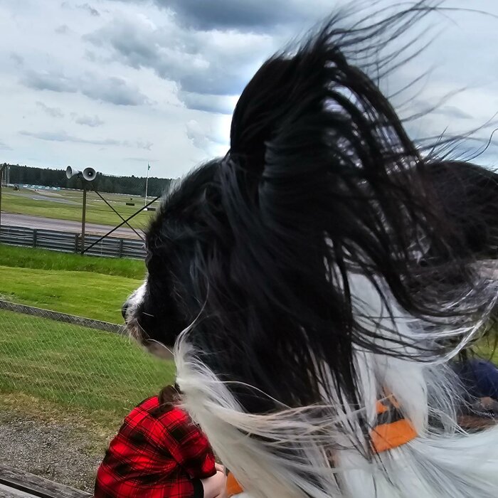 Fokus på en hund med svartvit päls vid en motorsportarena. I bakgrunden syns grönska, en person i röd skjorta och racingbana.