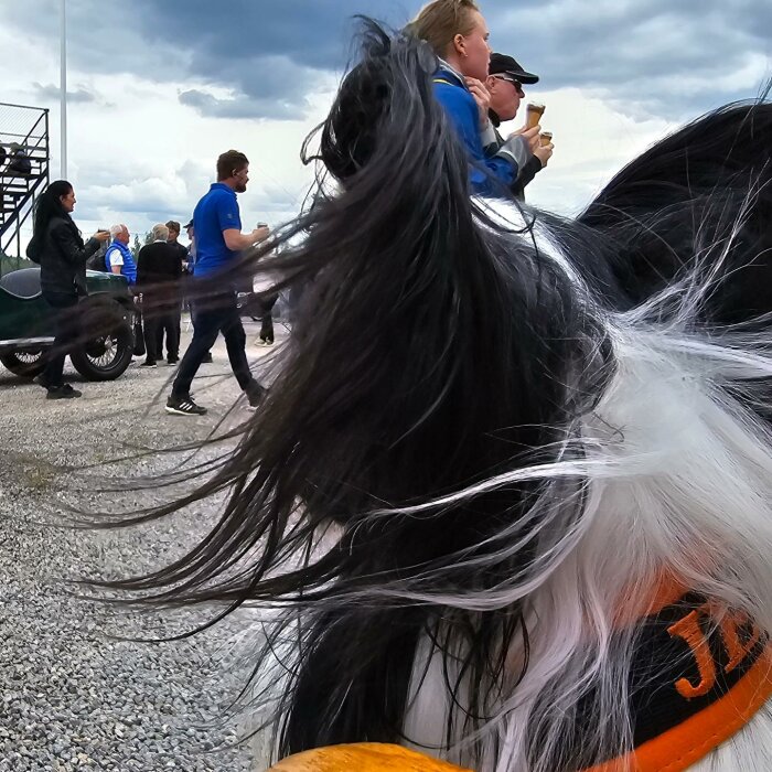 En svartvit hund med ett halsband där det står "Jesko", en grupp människor syns i bakgrunden på en utomhusevenemang med en gammeldags bil.