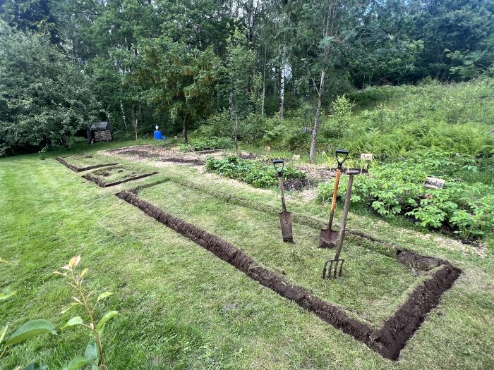 Tre trädgårdsverktyg (spade, dikesspade, grep) står i en uppgrävd markyta som förbereds för odlingsbäddar, med grönska och träd i bakgrunden.