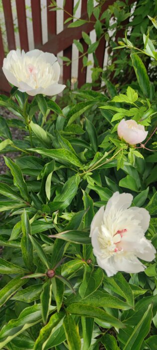 Vita pionblommor och gröna bladverk med ett trästaket i bakgrunden.