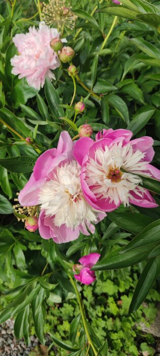 Rosa och vita pionblommor i olika stadier av blomning omgivna av gröna blad.