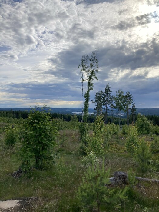 Skogslandskap med höga träd och buskar under en molnig himmel, med utsikt över en sjö i fjärran.