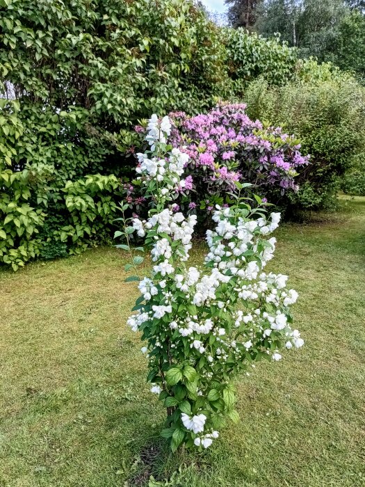 Vitblommande doftschersmin och lila pioner i ett trädgårdslandskap med grönskande buskar i bakgrunden.