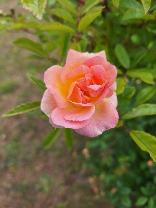 Närbild på en rosa polkagrisros i full blom, med gröna blad i bakgrunden.