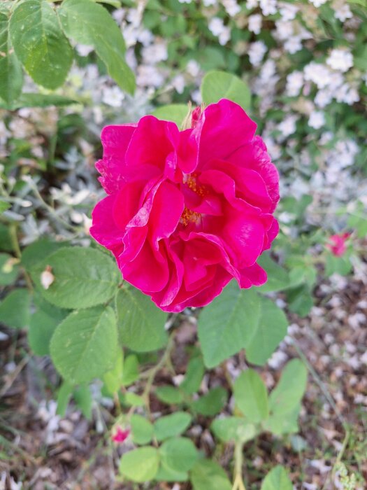 En rosa polkagrisros i full blomma med gröna blad och vitblommig bakgrund i en trädgård.