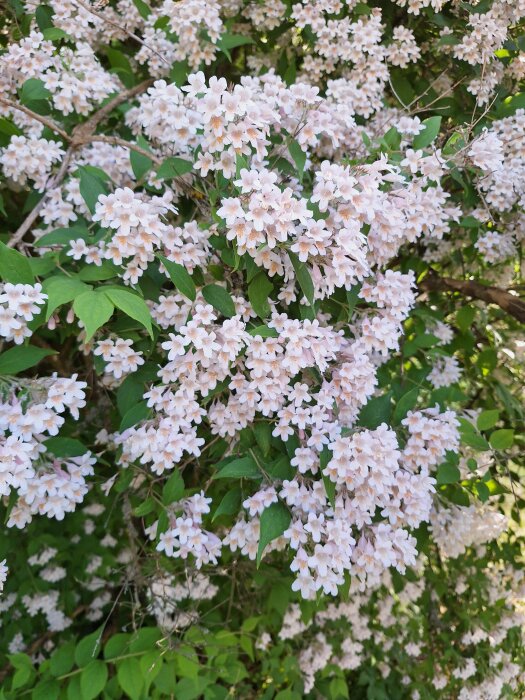 Stor paradisbuske med små, vita rosor i full blom i ett skogsområde. Gröna blad omger mängder av vita blommor med rosa nyanser.