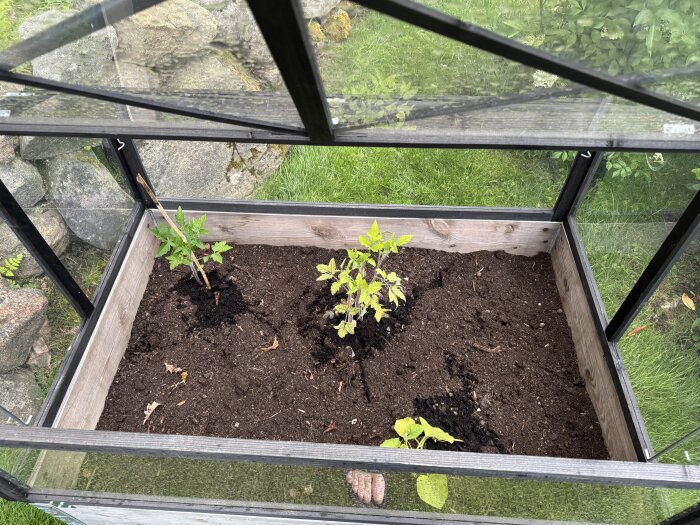 Litet växthus byggt av lastpallar med två tomatplantor och en melonplanta planterade i jorden. Några myror kryper på jorden nära plantorna.