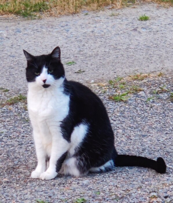 En svartvit katt sitter på en grusväg under en kvällspromenad. Gräs och småväxter syns i bakgrunden.