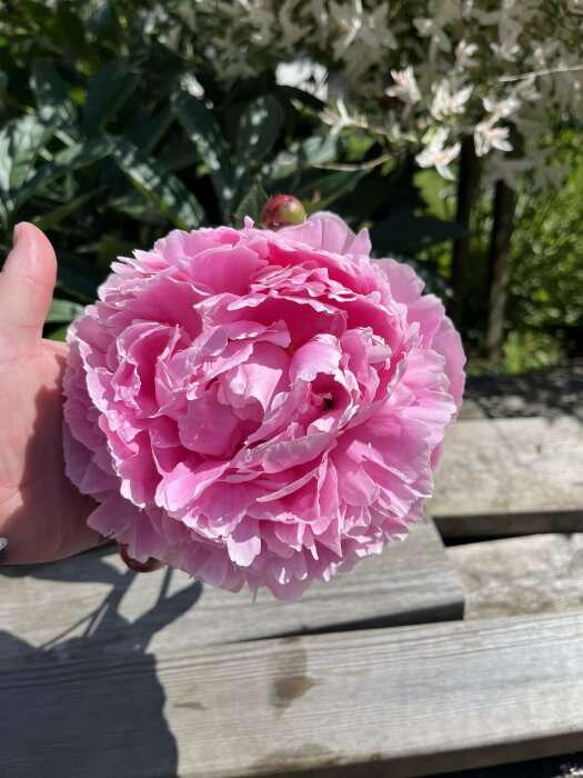 En hand håller en stor rosa pionblomma med gröna blad och en knopp i bakgrunden.