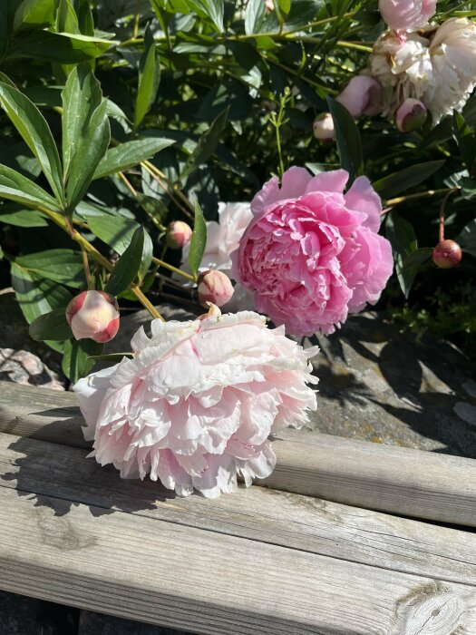 Pionblommor i full blom samt knoppar omgivna av gröna blad, med två blommor liggande på en träbräda i solen.