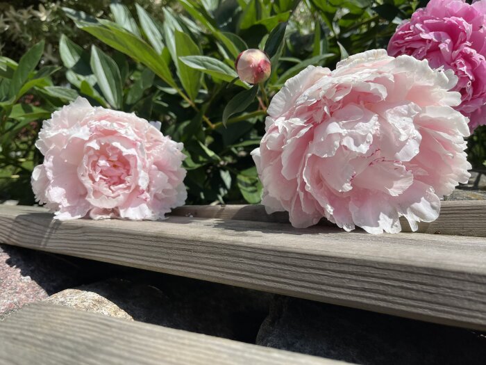 Rosa pioner i blom, liggandes på en trätrappa med gröna blad i bakgrunden, vattendroppar synliga på blombladen.