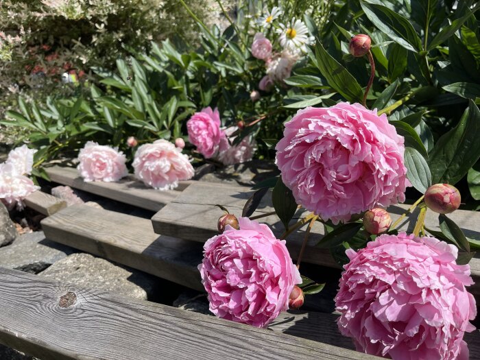 Närbild på rosa pioner i ett trädgårdslandskap, med några som är i full blom och andra fortfarande i knoppstadiet.