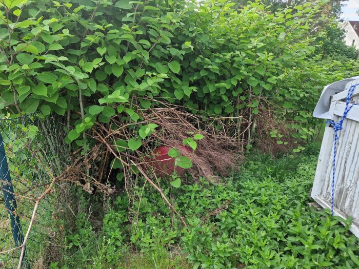 Vegetation med stora gröna blad nära ett staket och en altan, med en föremål som ser ut att vara en röd boll eller liknande mellan växterna.