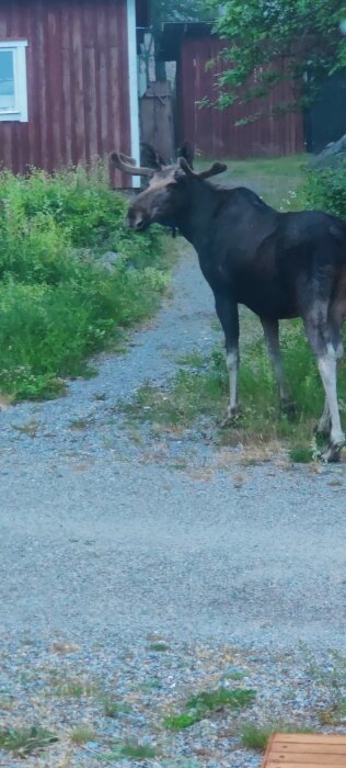 Älg står på ett grusigt underlag bredvid gröna buskar och träd i närheten av ett rött hus med vita fönsterkarmar.