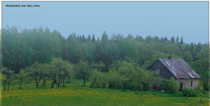 En gammal stuga omgiven av blommor på en äng nära en skog vid Talsi, Lettland med grönskande träd och en klar himmel i bakgrunden.