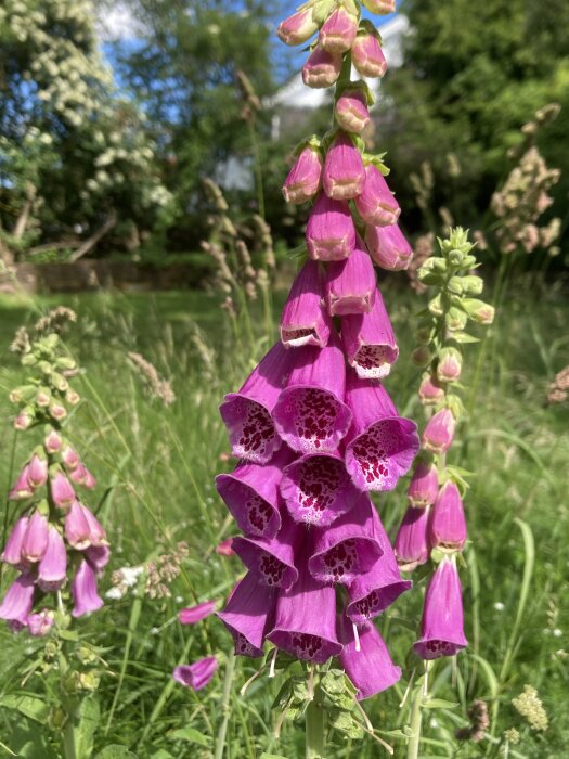 Lila fingerborgsblomma i blom på en äng med grönt gräs och träd i bakgrunden, fotograferad i närbild.