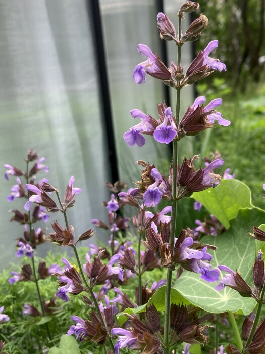 Blommande salvia med lila blommor i ett örtland, gröna blad i bakgrunden.