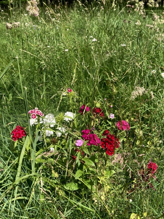 Fingerborgsblomma och borstnejlika i blomning på en äng, omgivna av högt gräs och andra ängsblommor.