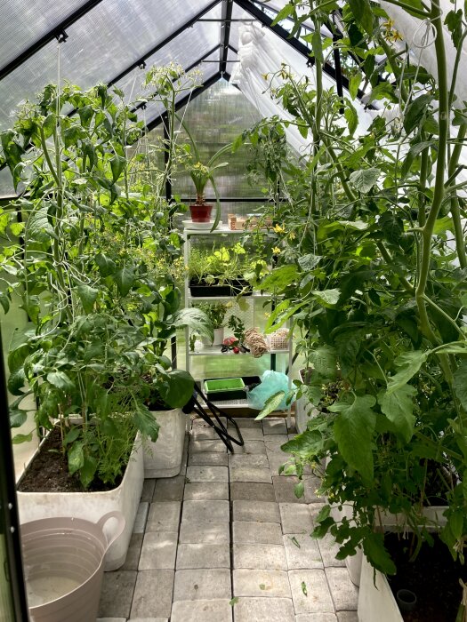 Överväxt växthus med tomatplantor och andra växter i stora vita krukor på stenlagd gång. Trädgårdsverktyg och förvaringshyllor i bakgrunden.