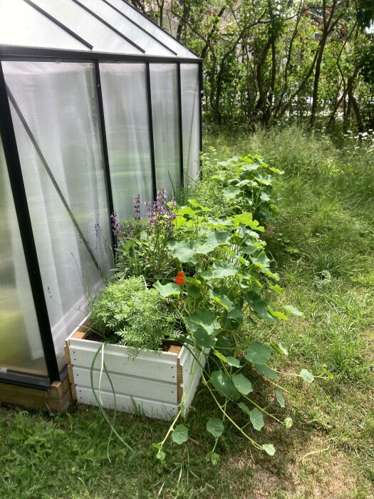 Växthus med tätt planterade tomatplantor och örter, bredvid en vit planteringslåda fylld med grönska; kryddtagetes och krasse växer kraftigt.