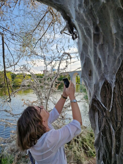 Kvinna i vit skjorta som fotograferar ett stort träd insvept i spindelnät vid en sjö med en stenbro i bakgrunden.