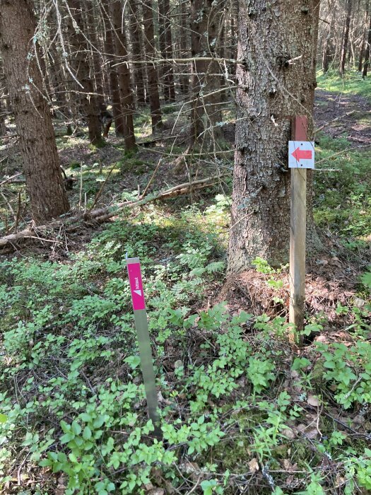 Skyltar i skogen som visar riktningen för en vandringsled. En skylt på ett träd med en röd pil och en annan nära marken markerad "Aland".