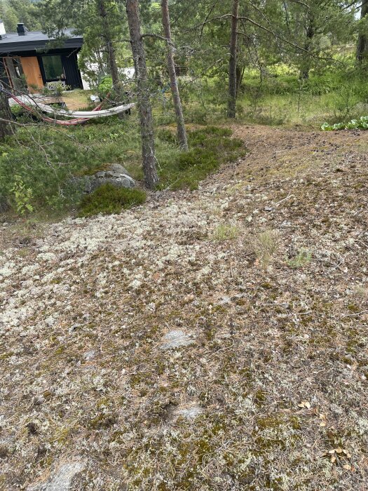 Bilder föreställer en stig utmed ett hus i skogen, omgivet av träd och med en hängmatta upphängd mellan två träd nära huset.