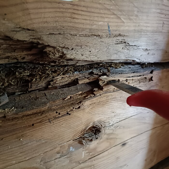 Närbild av trä med misstänkta insektsangrepp, där en kniv tränger in i skadat träverk i en timmerstuga under renovering.