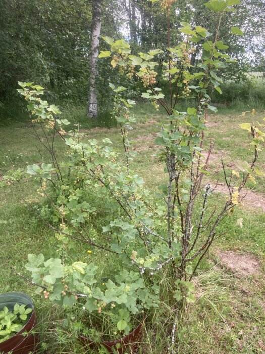 Bärbuskar växer i trädgård med gröna blad och omogna bär, omgivna av gräsmatta och skog i bakgrunden. En röd kruka är delvis synlig i nedre vänstra hörnet.