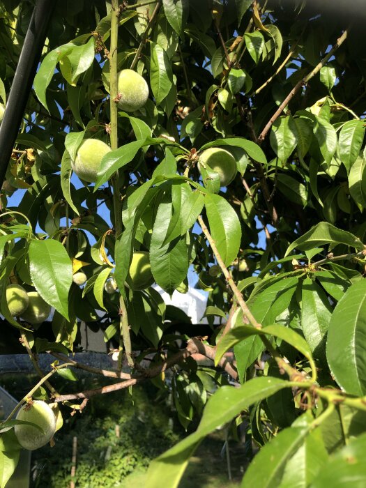 Gröna persikor på trädet i ett kallväxthus, glatt lysande i solen med frodig lövverk runtom.