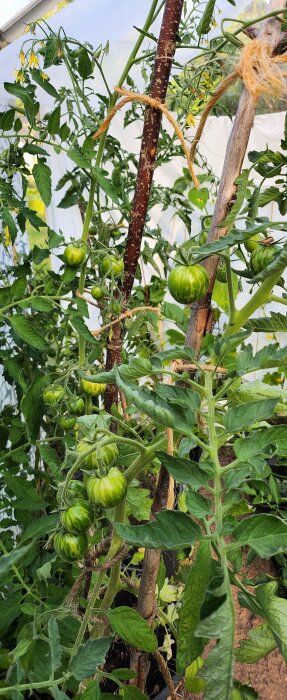 Gröna omogna tomater på växtstöd i ett växthus, omgivna av gröna blad och stödjande snören. Natural background.