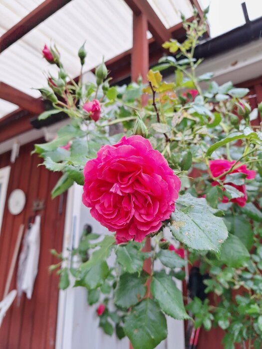 En rosa klängros med många knoppar framför ett rött trähus, med altan eller pergola i bakgrunden.