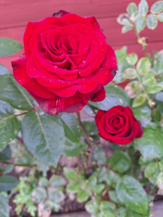 Två sammetsröda rosor i olika stadier av blomning, omgivna av gröna blad, mot en röd trävägg i bakgrunden.