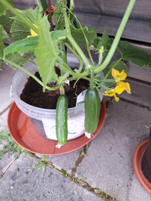 Två små gurkor växer på en planta i en plastkruka som står på ett orange fat, omgiven av gröna blad och gula blommor, mot en trädäcksbakgrund.