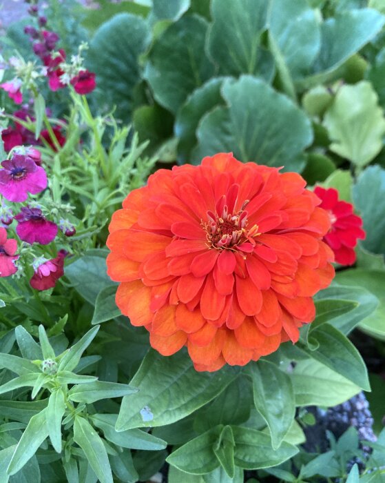 En stor orange zinniablomma omgiven av gröna blad och några små rosa blommor i en trädgård.