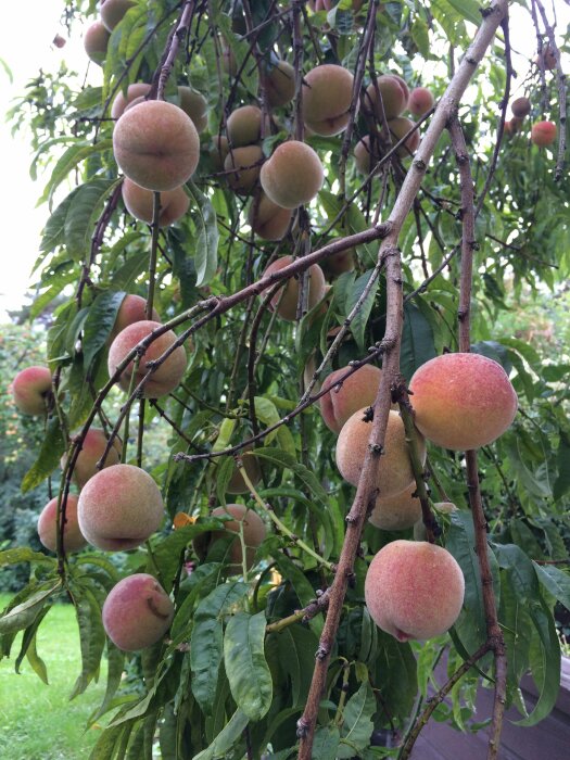 Persikoträd fullt med mogna frukter. Trädet är cirka 20 år gammalt och ger frukt trots svår frost.