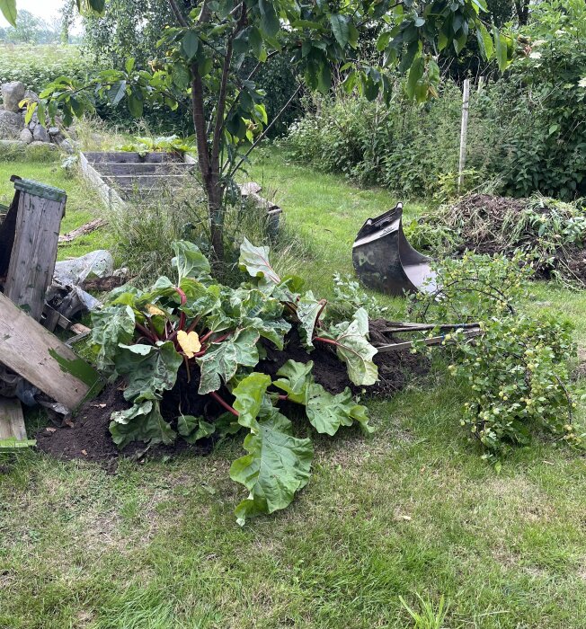 Uppgrävda rabarberplantor och krusbärsbuske på en gräsmatta, med en grävskopa och utgrävda pallkragar i bakgrunden.